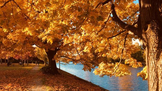 trees show of fall colors and fall foliage near a lake