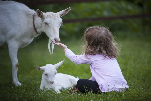 Why It's Important for Kids to Love Animals