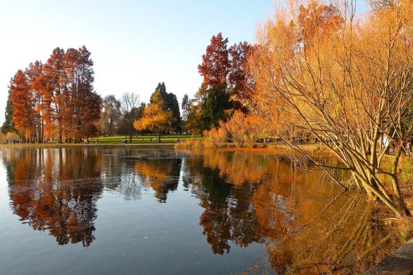 fall colors reflected in the lake in Seattle