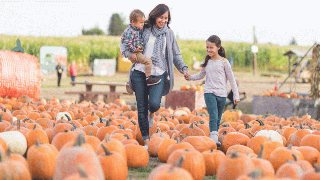 Your Guide to the Greatest Pumpkin Patches in San Diego