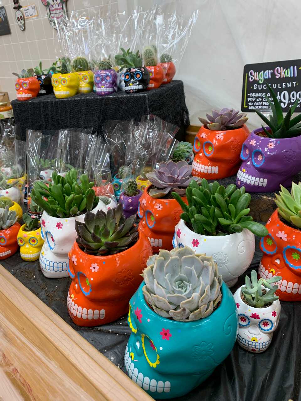 Trader Joe's Sugar Skull Succulents Are Back for 2022