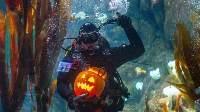 a diver holding up a carved pumpkin at an aqarium during a halloween events in seattle