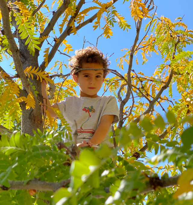 kid in a tree