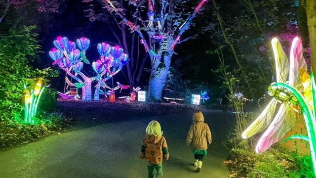 kids run toward a lighted tree at WildLanterns seattle at woodland park zoo