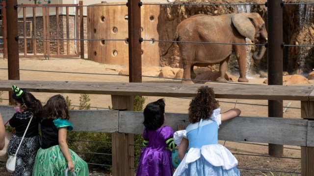 kids in costumes during a halloween event in Atlanta at the zoo watch an elephant