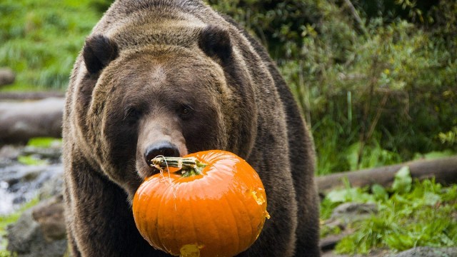 a bear with a pumpkin in its mouth during Pumpkin Bash at Woodland Park Zoo in Seattle for Halloween and trick-or-treating
