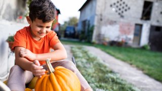little boy wondering what to do with pumpkins after halloween