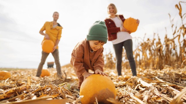 Where Boston Families Can Pick the Perfect Pumpkin This Year