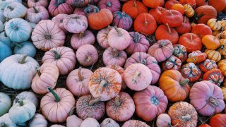 Dallas pumpkin patches