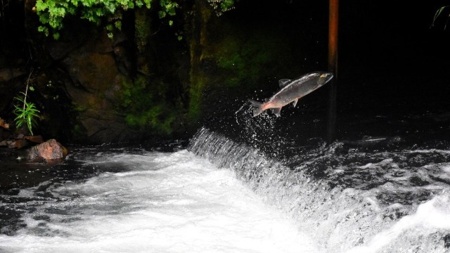 salmon running upstream in Seattle