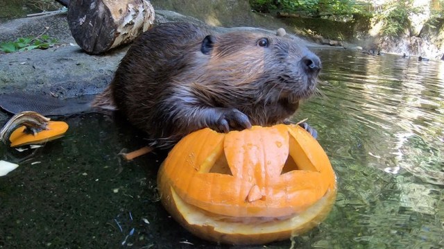 a beaver is with a at the Portland Zoo during a trick or treating in Portland event