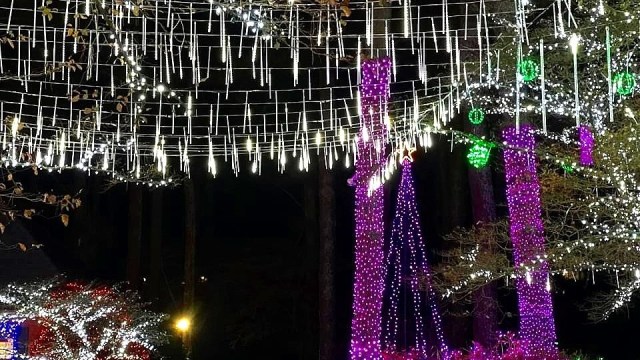 while lights hang from trees wrapped in purple lights at lights of Joy one of the best christmas lights atlanta displays