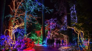 Lighted trees and walkways are part of this Portland Christmas lights display at the Grotto