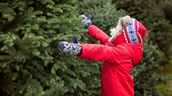 a boy in a red winter coat reaches out for a u-cut tree at a Portland Christmas tree farm