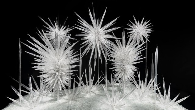 white glass sculptures are part of Chihuly Garden and Glass exhibit a seattle christmas event for this year