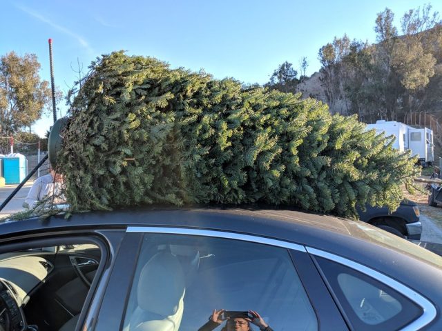 best christmas trees in LA