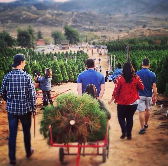 Where to Buy Christmas Trees in Los Angeles 2021