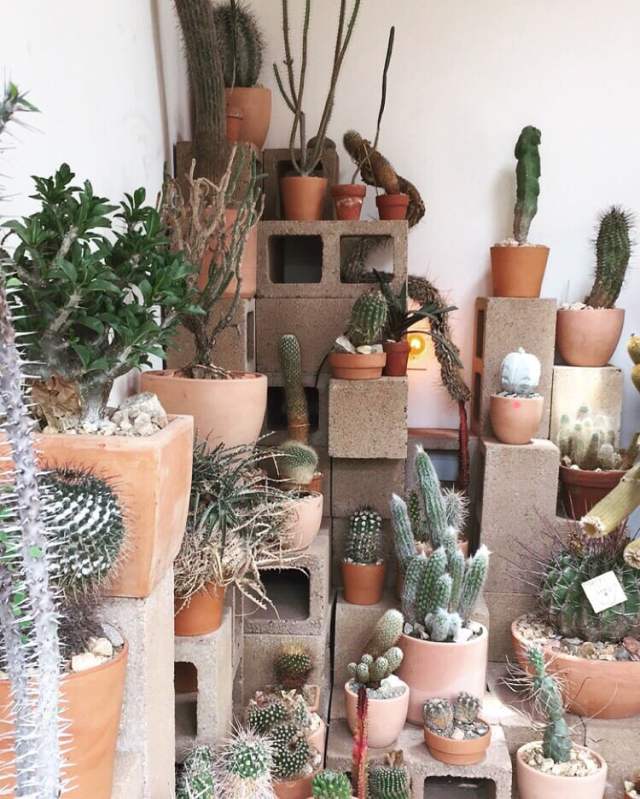 cactus store