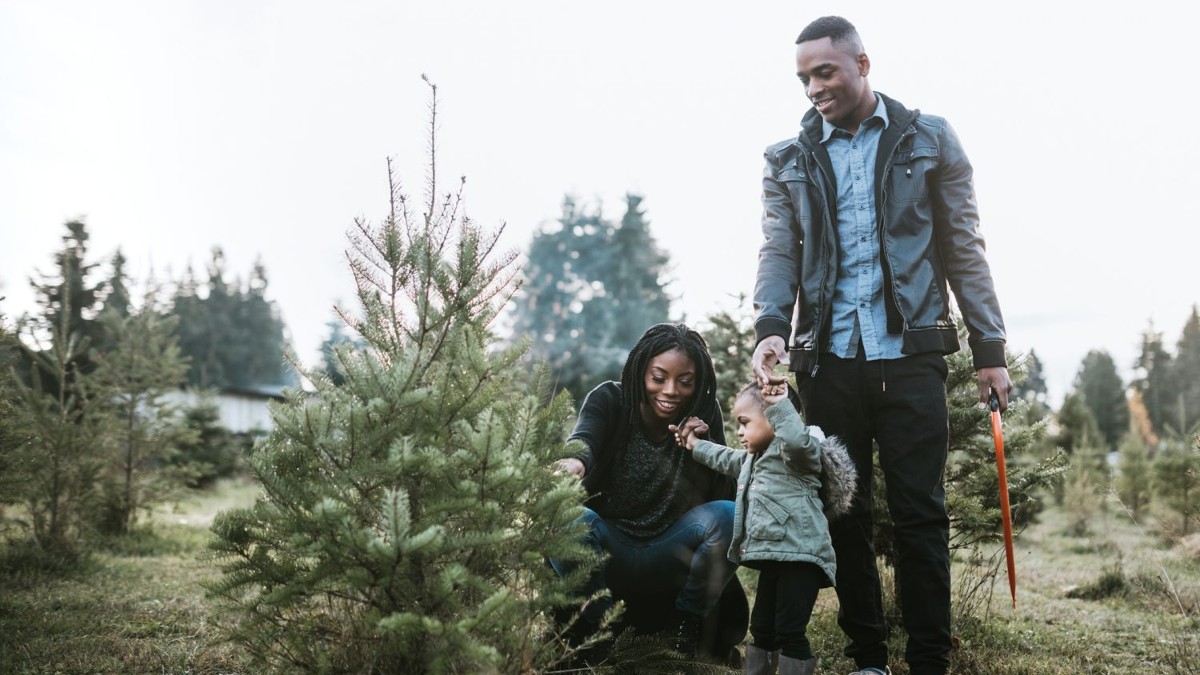 Christmas Tree Seattle Farms for Ucut/PreCut 2023 Tinybeans