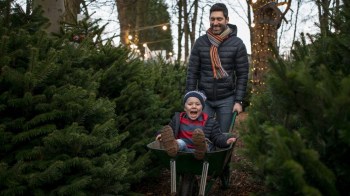 a father wheels his son around a christmas tree farm atlanta in a wheelbarrow