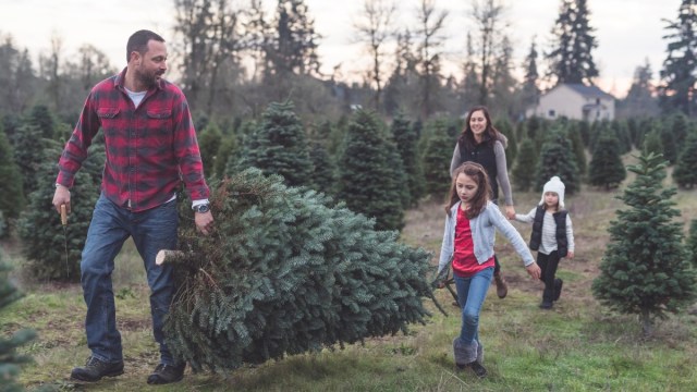 a dad and daughter carry a u-cut christmas tree off the farm while mom and sibling follow