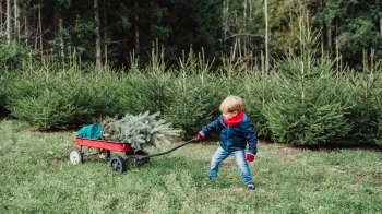 A boy carries a Christmas tree in a wagon at a tree farm near Dallas