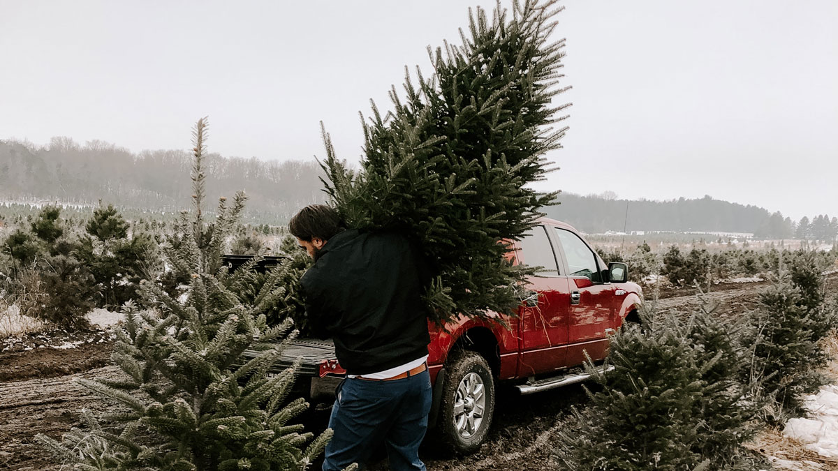 11 Cut-Your-Own Christmas Tree Farms near NYC - Tinybeans