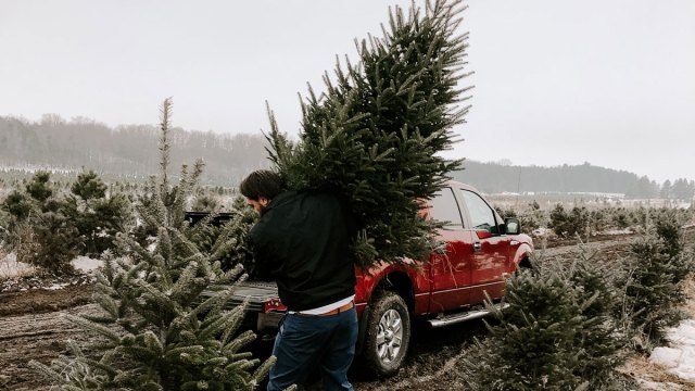 It’s Timber Time! 10 U-Cut Christmas Tree Farms near NYC