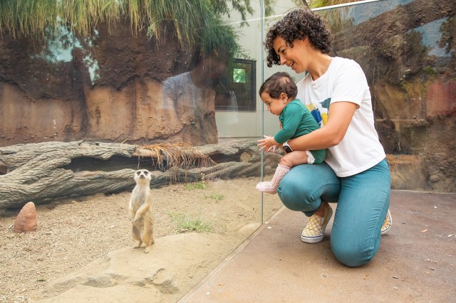 Insider’s Guide to the New Junior Museum & Zoo