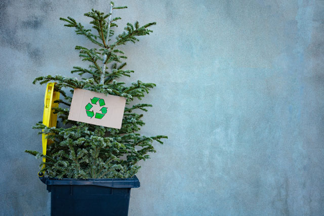 Portland Christmas Tree Recycling