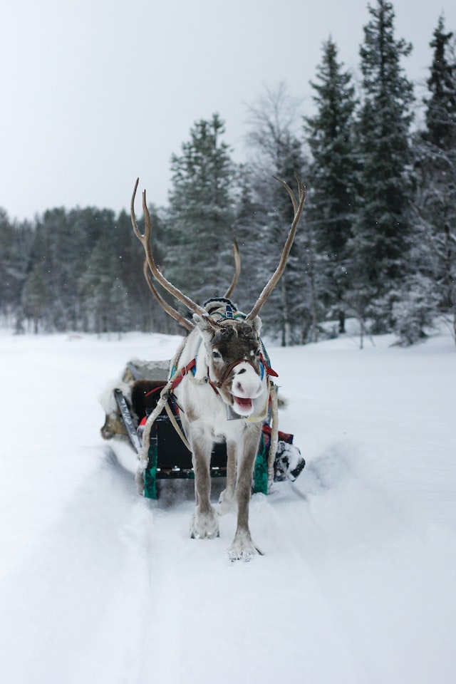 reindeer pulling sleigh