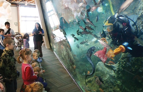 indoor activities seattle a diver at the windows on washington exhibit at Seattle aquarium