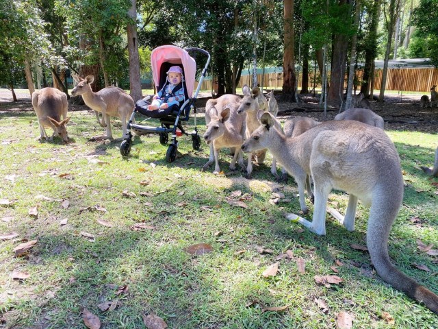 Australia Zoo Animals Flock to Bindi Irwin’s Baby: ‘That’s Steve All Over’