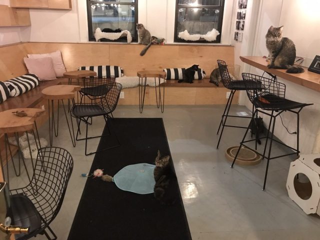 seattle themed restaurants neko cat cafe