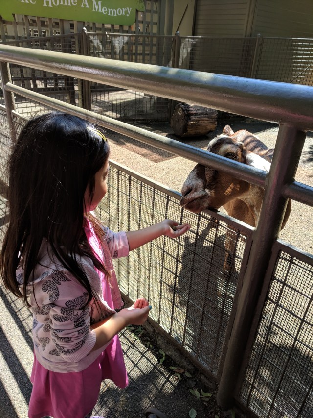 Girl feed a goat at central park zoo 
