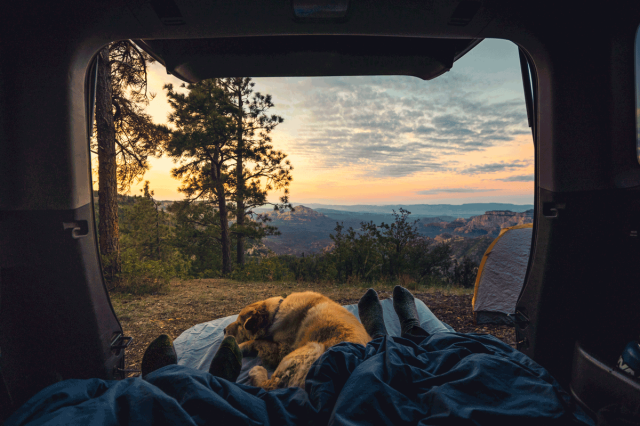 dog camping in an rv with sunset