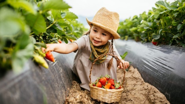 a girl with a basket bends down to pick strawberries in a field