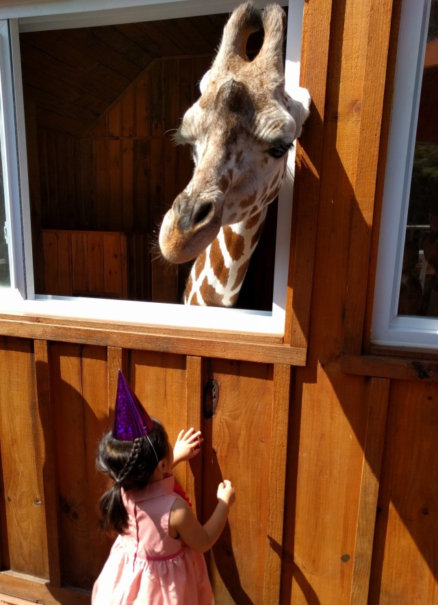 child at white post farms with giraffe 