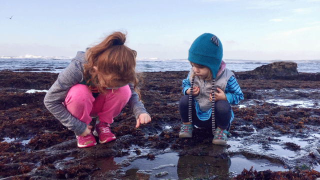See the Sea Life at These Nearby Tide Pools