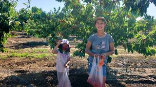 Two girls hold bags full of picked cherries