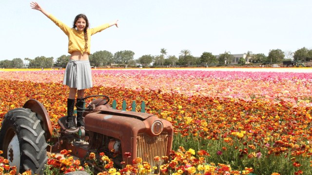 Bask in a Rainbow of Blossoms at The Flower Fields