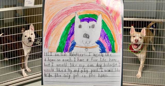 2nd Graders’ Heartfelt Essays Help Get Shelter Pets Adopted