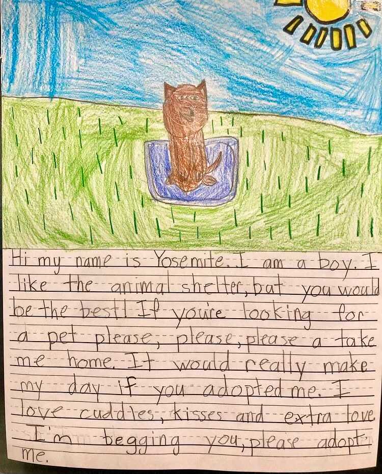 dog shelter essay