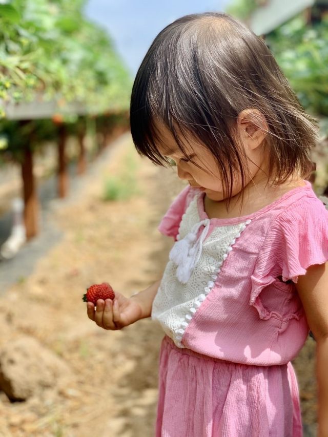 Strawberry Picking in San Diego! UPick Strawberry & Blueberry Farms