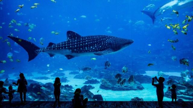 kids watch the whale shark at the atlanta aquarium one of the best things to do with kids in atlanta