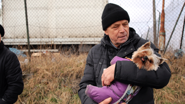 How to Help Pets in the Ukraine Now