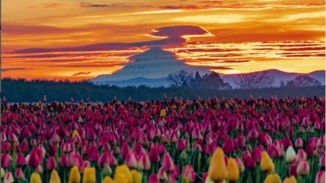 mt. hood in the background with red, orange, and yellow sky hues and colorful tulip fields at the Wooden Shoe Tulip Festival in Oregon