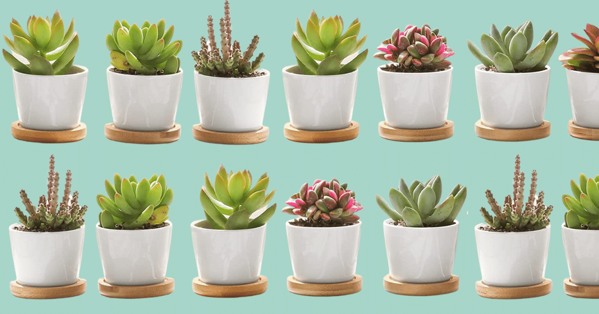 Our Readers Are Buying: White Succulent Planter Pots with Bamboo Trays -  Tinybeans