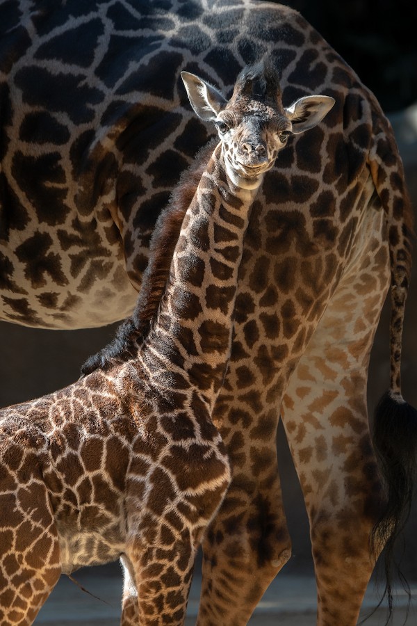 what's new at the LA Zoo? This baby giraffe