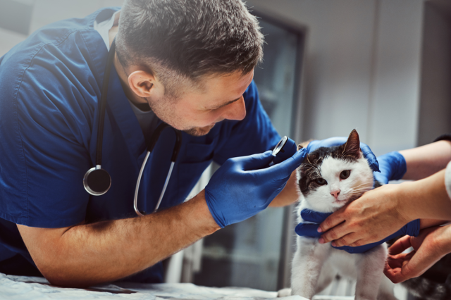 A Veterinarian Answers All of Your Questions About Training Your Pet